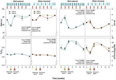 Hormonal Effects of an Enzymatically Hydrolyzed Animal Protein-Based Biostimulant (Pepton) in Water-Stressed Tomato Plants